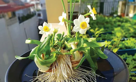 Ký ức về thú chơi thủy tiên của người Hà Nội